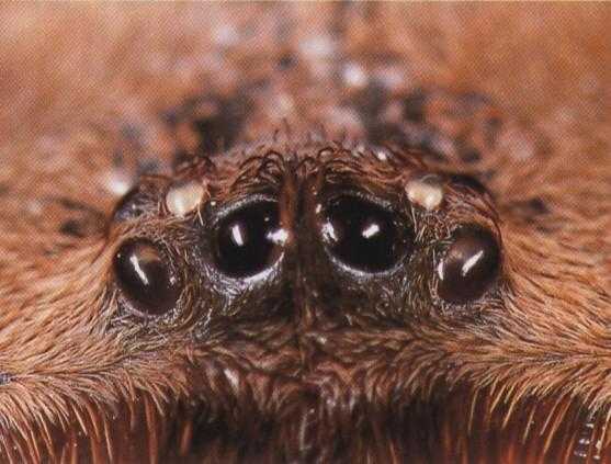 Detail Augenh&uuml;gel