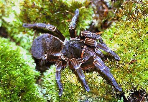 ACANTHOSCURRIA-MUSCULOSUM1