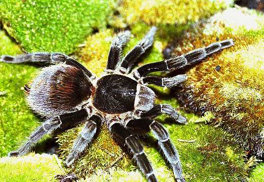 APHONOPELMA-ANAX2