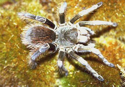 APHONOPELMA-BORELLI6