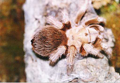 APHONOPELMA-CHALCODES5