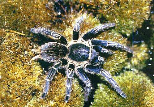 APHONOPELMA-SEEMANNI19