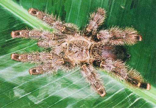 AVICULARIA-AURANTIACA1