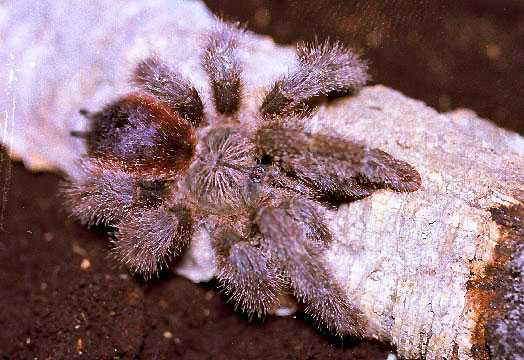 AVICULARIA-HURIANA7