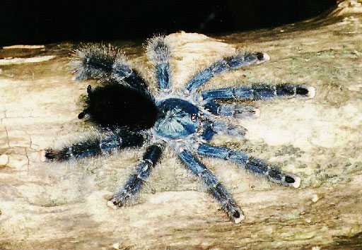 AVICULARIA-METALLICA1