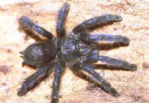 AVICULARIA-PURPUREA3