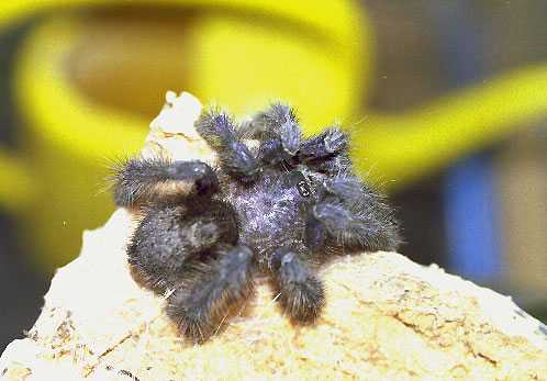 AVICULARIA-PURPUREA6