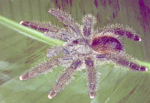 AVICULARIA-SPEC-BRASILIEN(ZARODES)1