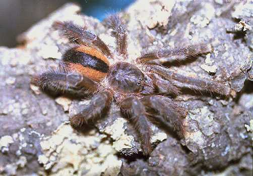 AVICULARIA-SPEC-ROTBUESCHEL-JUNGTIER1