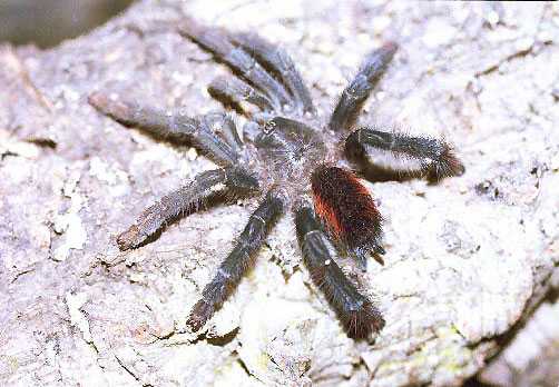 AVICULARIA-SPEC-ROTBUESCHEL1