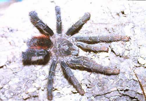 AVICULARIA-SPEC-ROTBUESCHEL2