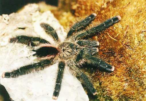 AVICULARIA-URTICANS6