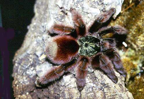 AVICULARIA-VERSICOLOR2