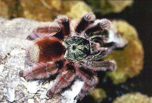 AVICULARIA-VERSICOLOR3