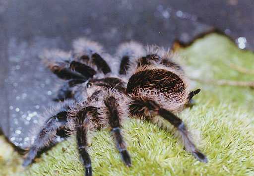 BRACHYPELMA-ALBOPILOSUM4