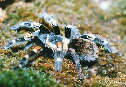 BRACHYPELMA-AURATUM2