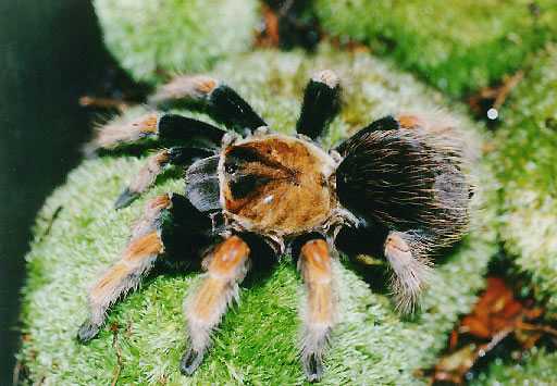 BRACHYPELMA-BOEHMEI5