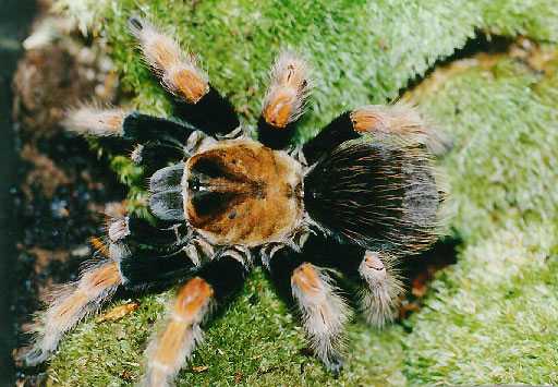 BRACHYPELMA-BOEHMEI7