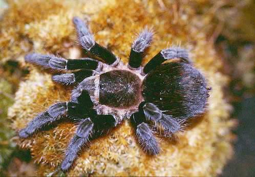 BRACHYPELMA-EPICUREANUM3