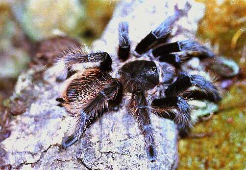 BRACHYPELMA-MIX5