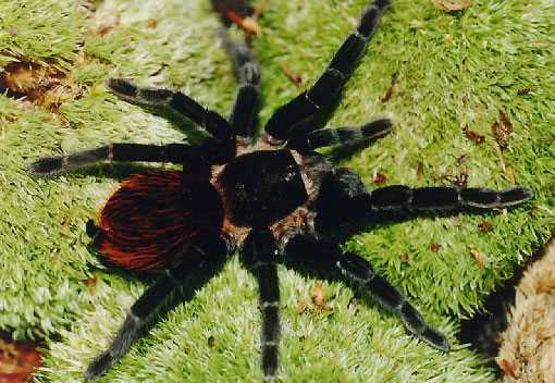 BRACHYPELMA-VAGANS1
