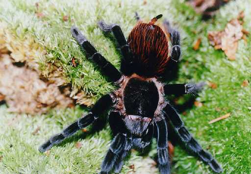 BRACHYPELMA-VAGANS3