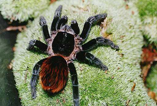 BRACHYPELMA-VAGANS4