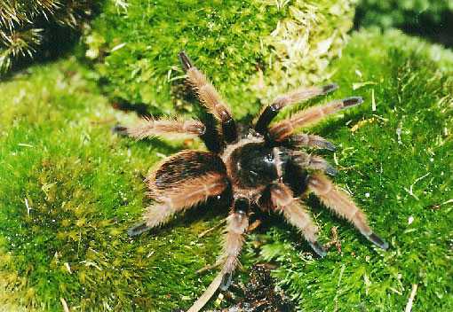 BRACHYPELMIDES-KLAASI1