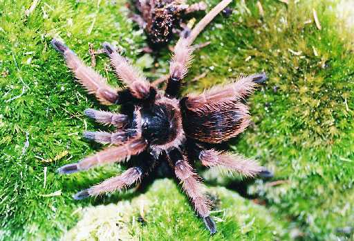 BRACHYPELMIDES-KLAASI2