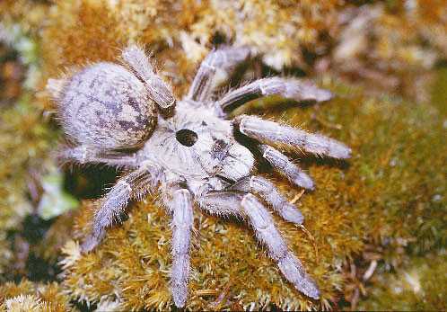 CERATOGYRUS-BRACHYCEPHALUS4