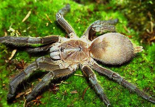 CHILOBRACHYS-ANDERSONI3