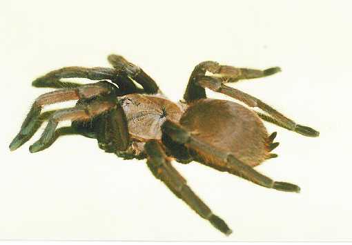 CHILOBRACHYS-SPEC-B-THAILAND1