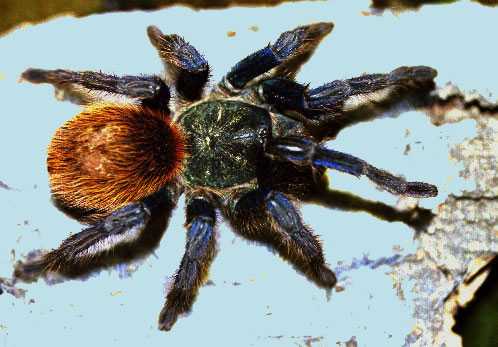 CHROMATOPELMA-CYANOPUBESCENS3