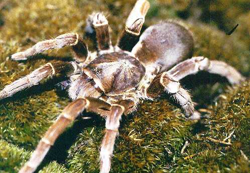CITHARISCHIUS-CRAWSHAYI2