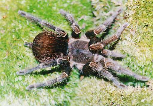 EUPALAESTRUS-SPEC-BRASIL1