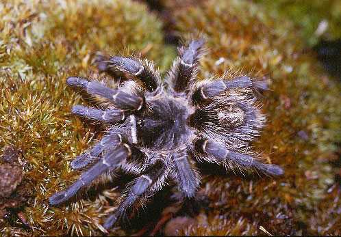 GRAMMOSTOLA-CHALCOTRIX2