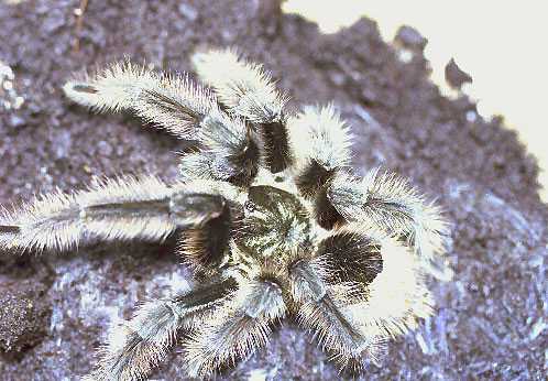 GRAMMOSTOLA-GROSSA-MANN1