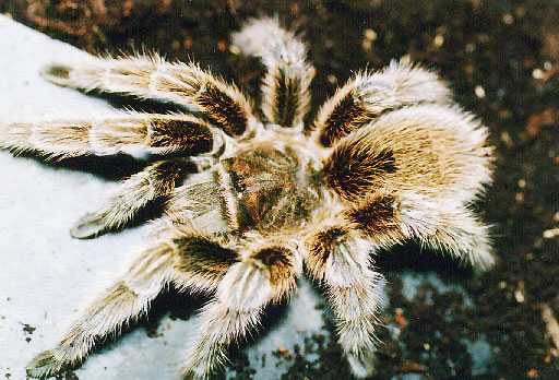 GRAMMOSTOLA-ROSEA13