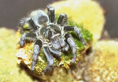 GRAMMOSTOLA-SPEC-PARAGUAY3