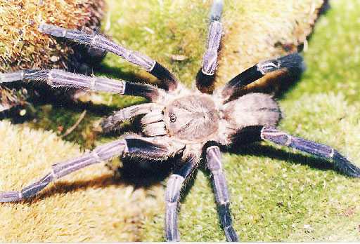 HAPLOPELMA-LIVIDUM-MANN1