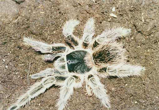 LASIODORA-STRIATIPES3