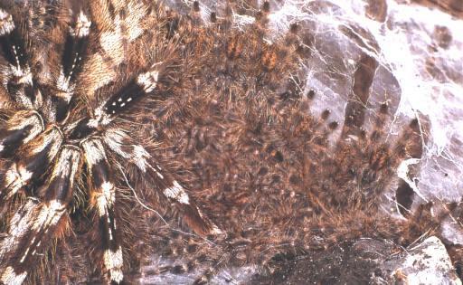 Spiderlinge