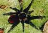 BRACHYPELMA-VAGANS1