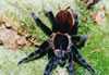 BRACHYPELMA-VAGANS2