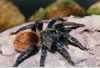 CHROMATOPELMA-CYANOPUBESCENS2