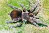 EUPALAESTRUS-SPEC-BRASIL