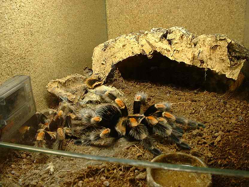 Smithi1