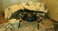 smithi klein2